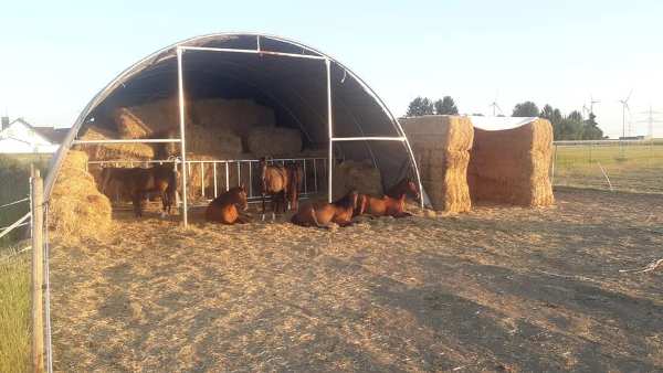 Highbornrnach Offenstall Rundbogenhalle