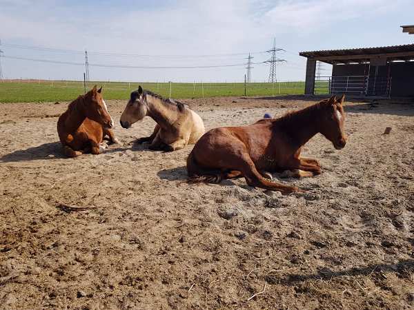 Highbornranch Offenstall